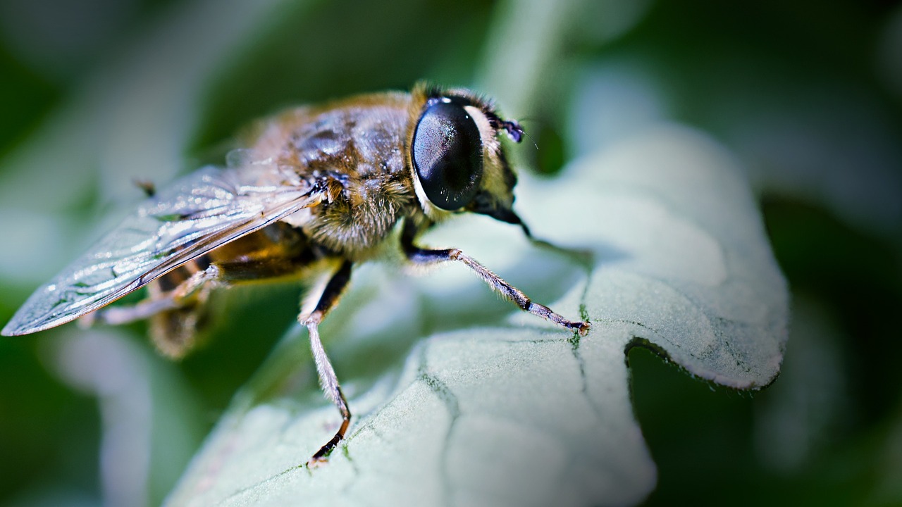 bee macro spring free photo