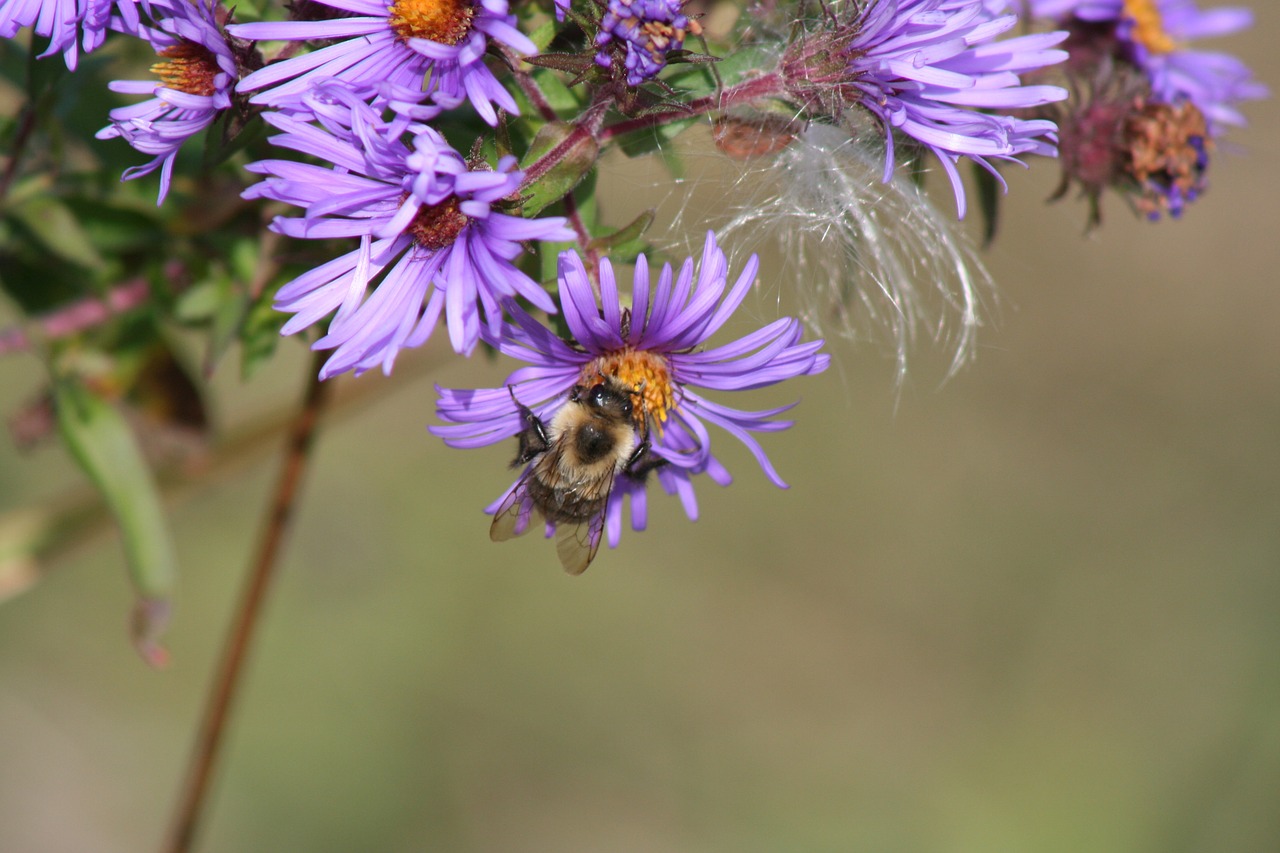 bee flower milkweed seed free photo