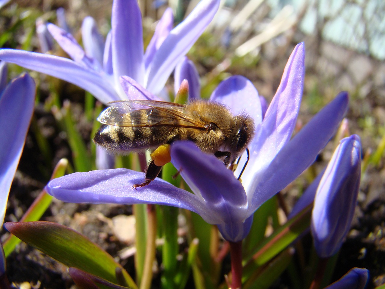 bee insect spring free photo