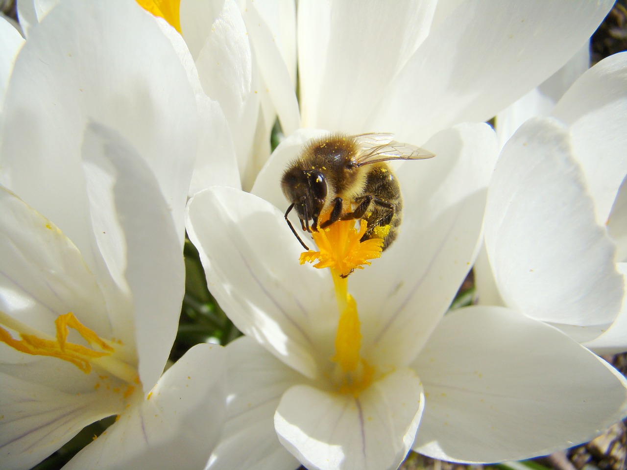 bee insect spring free photo