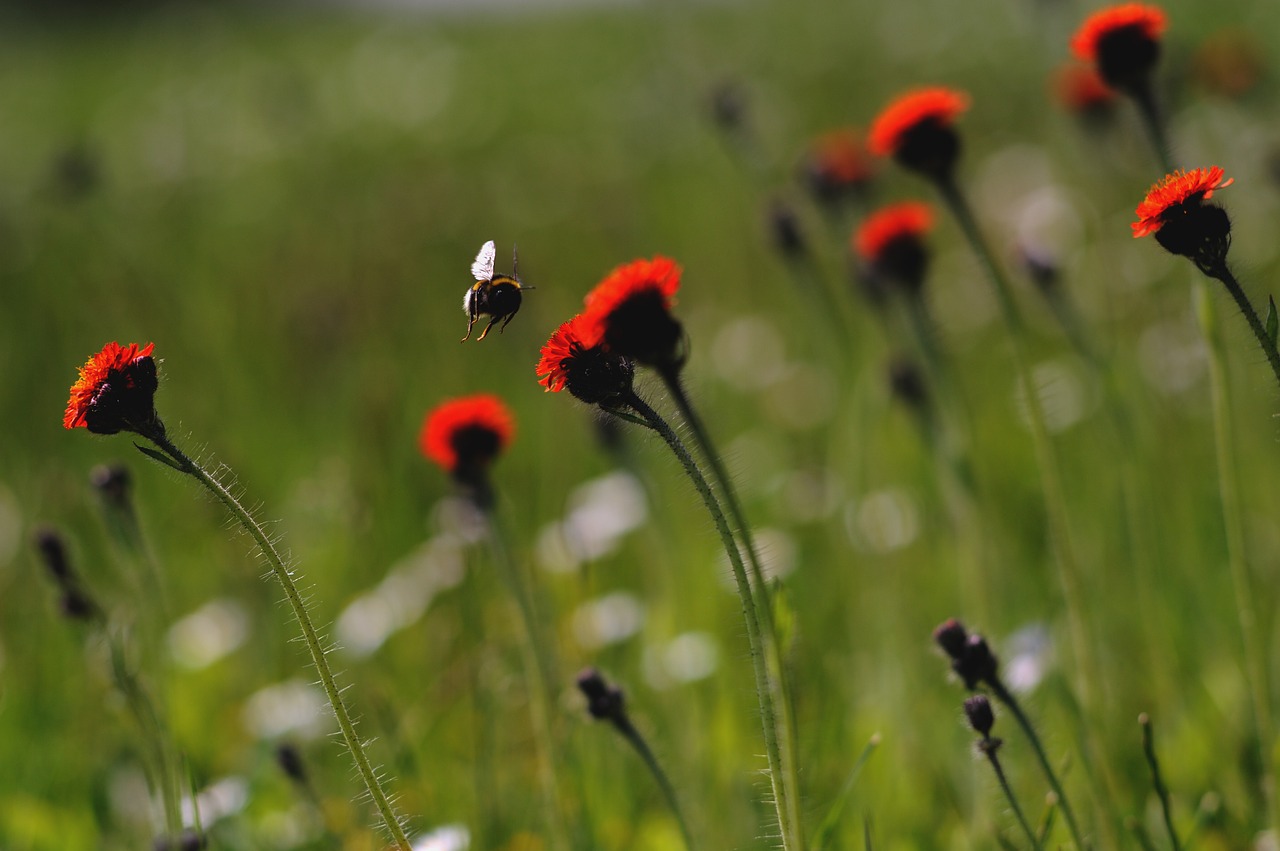 bee insect nature free photo