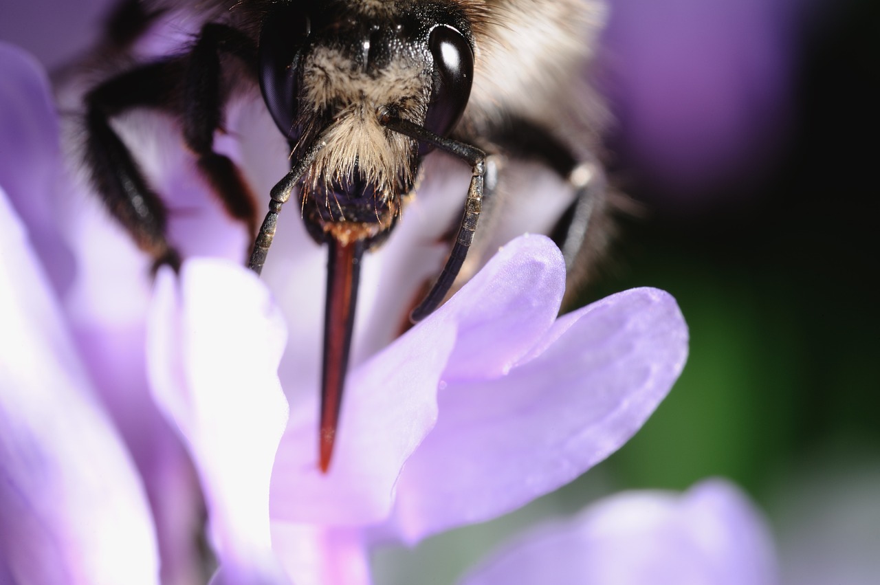 bee flower pollination free photo