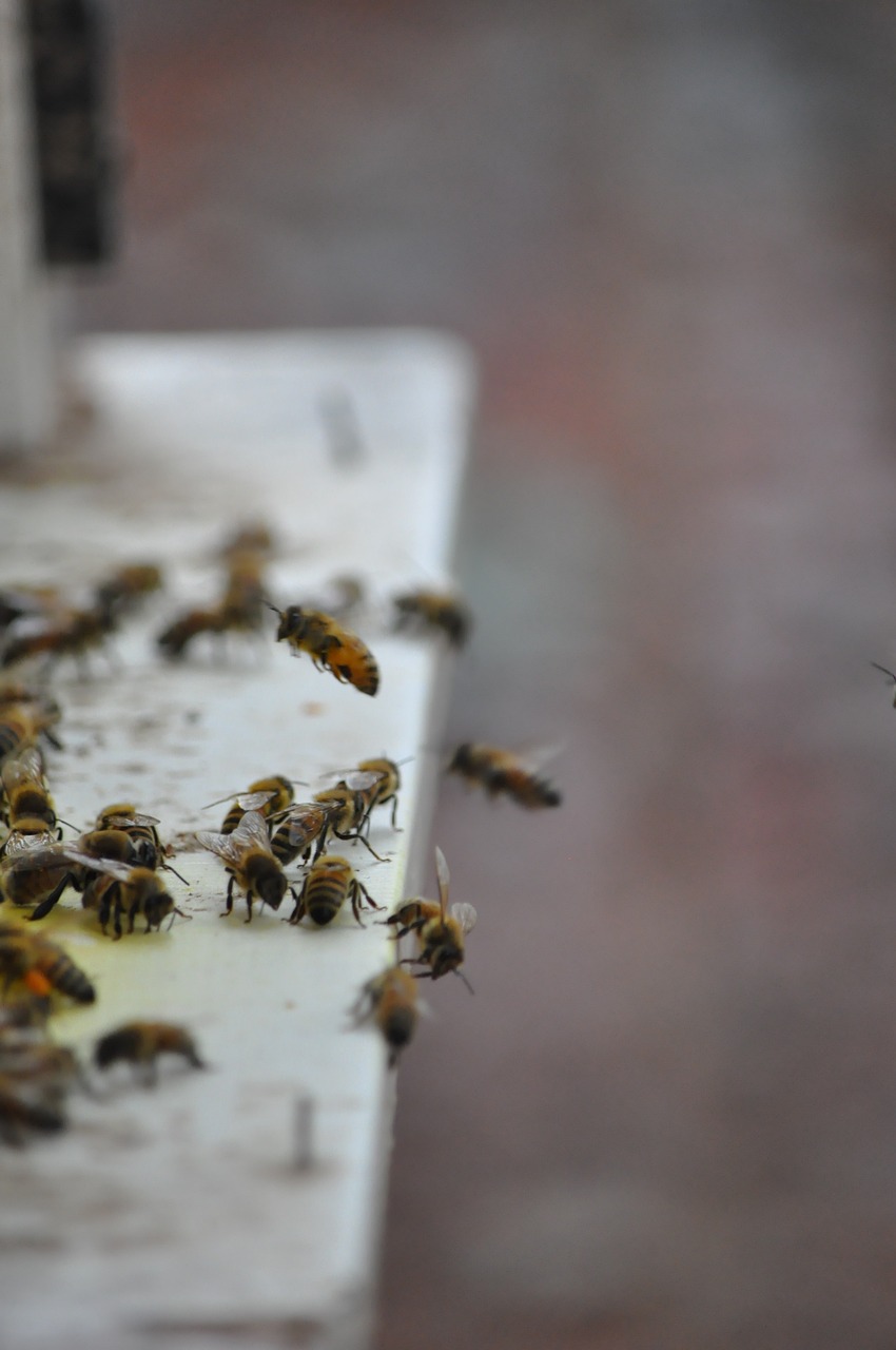 bee drones adopt honey free photo