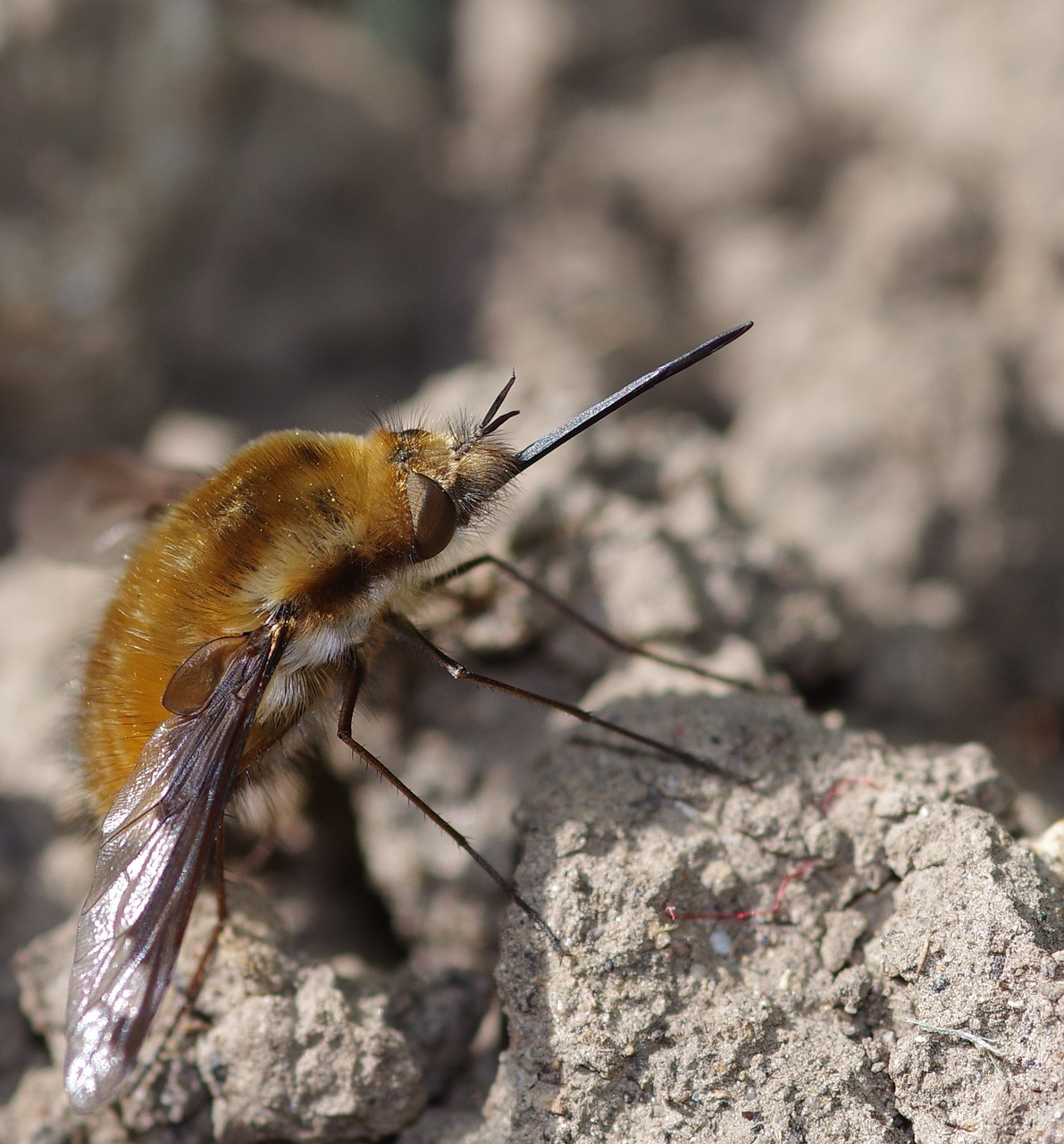 bee resting tongue free photo