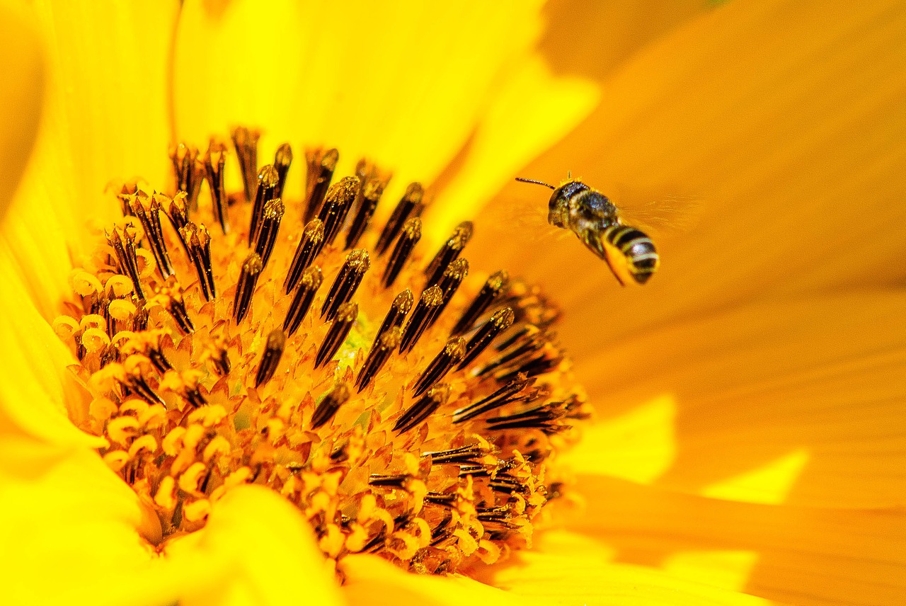 bee pollen flower free photo