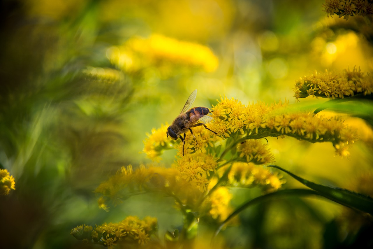 bee macro flower free photo