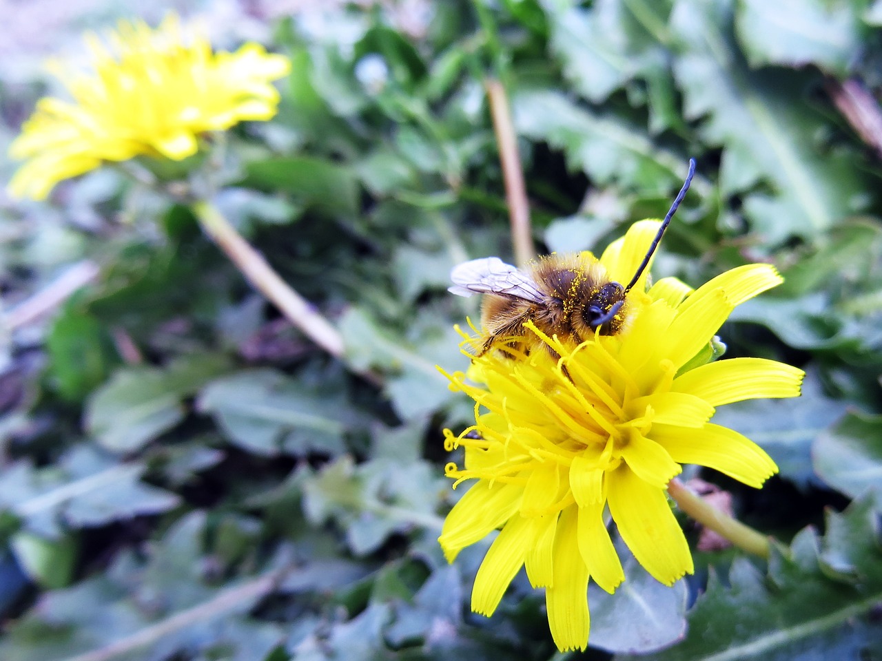 bee flower pollination free photo