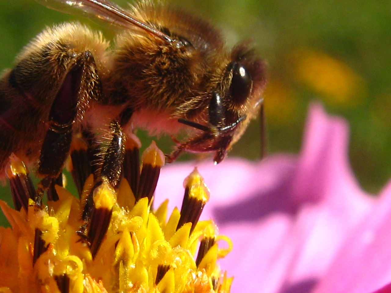 bee flower insects free photo