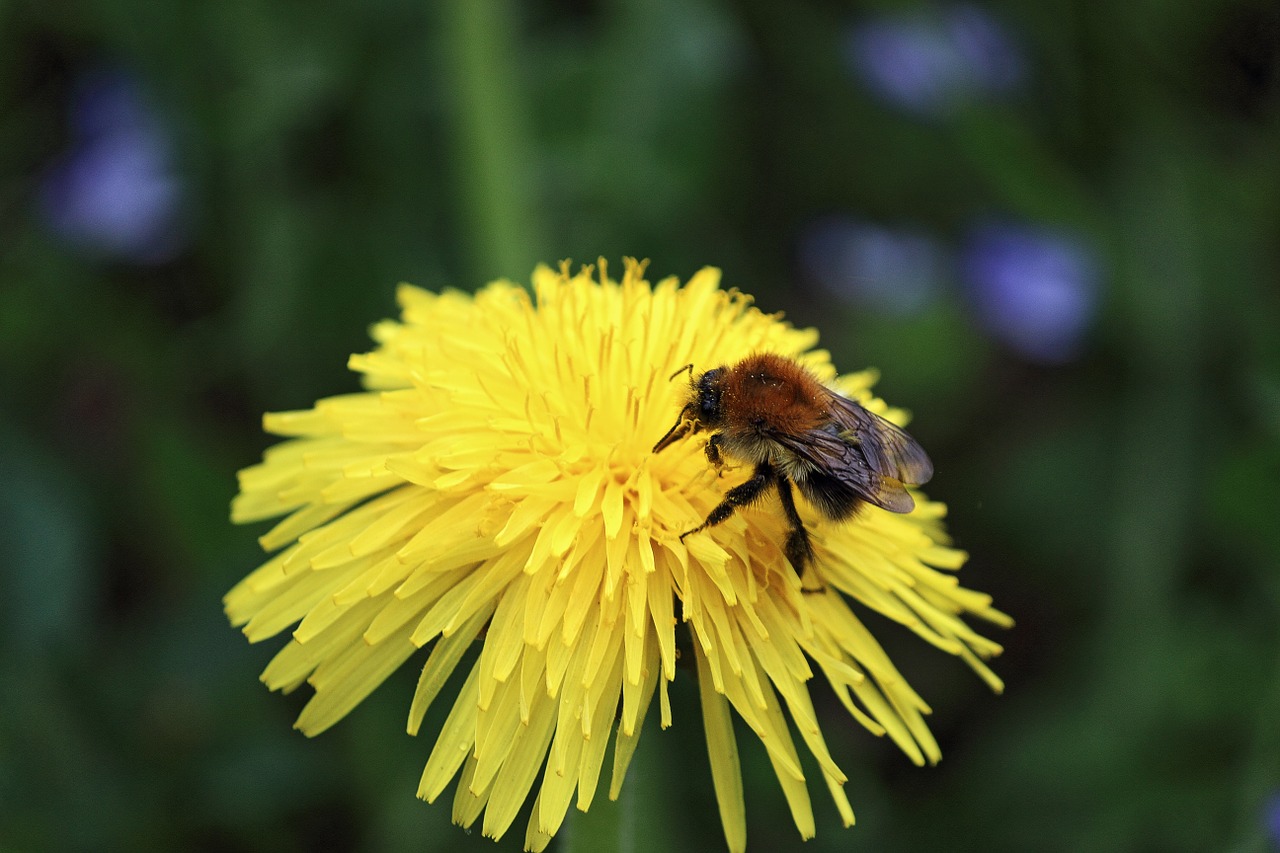 bee blossom bloom free photo