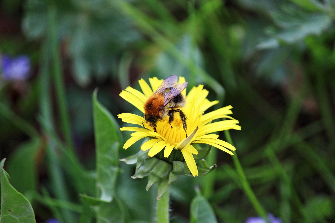 bee blossom bloom free photo