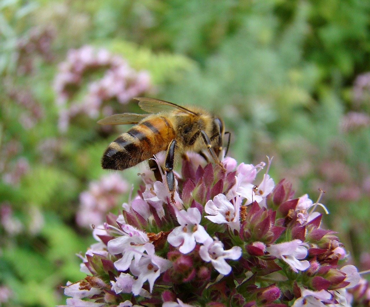 bee insect thyme free photo