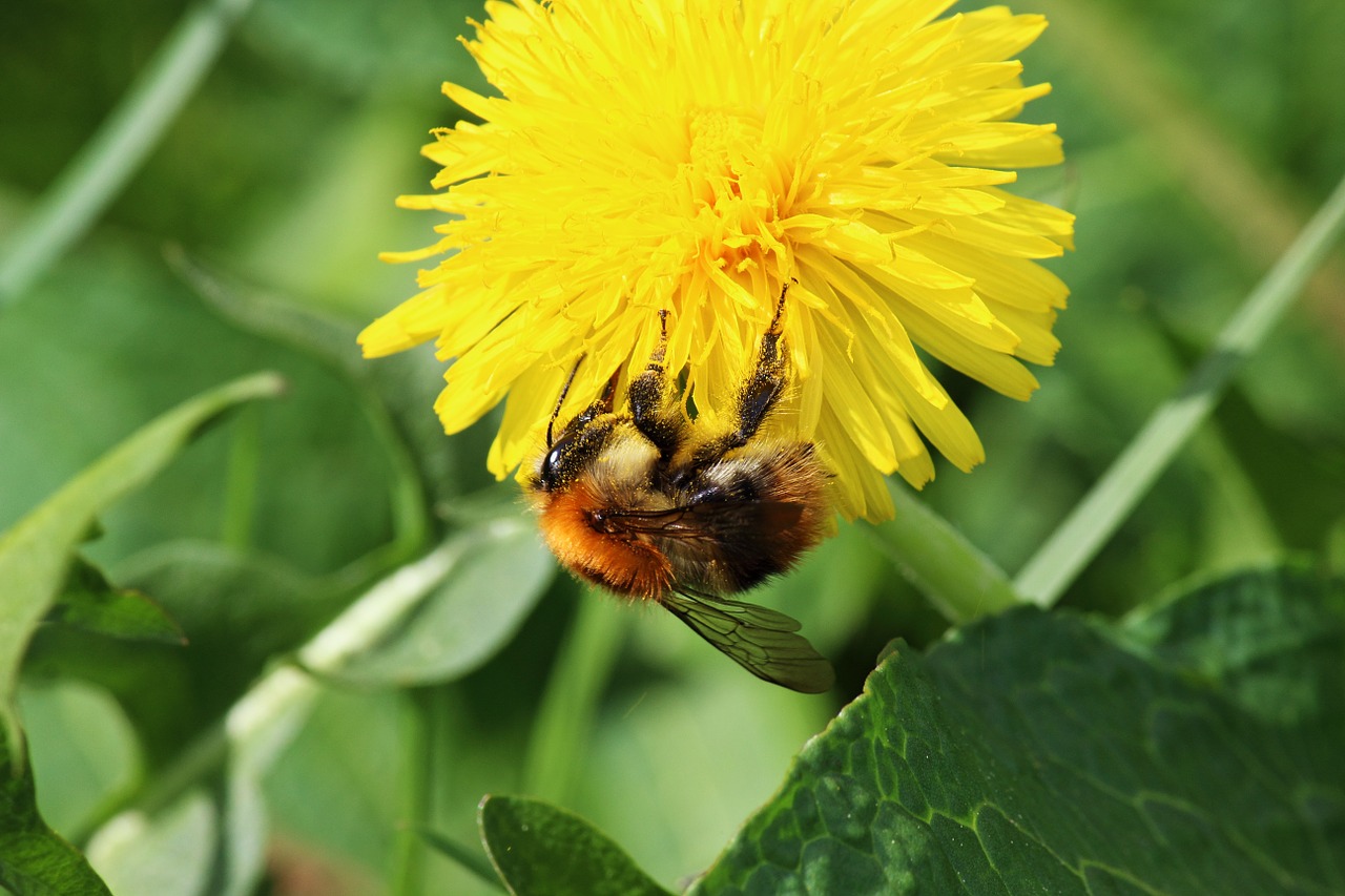 bee dandelion pollen free photo