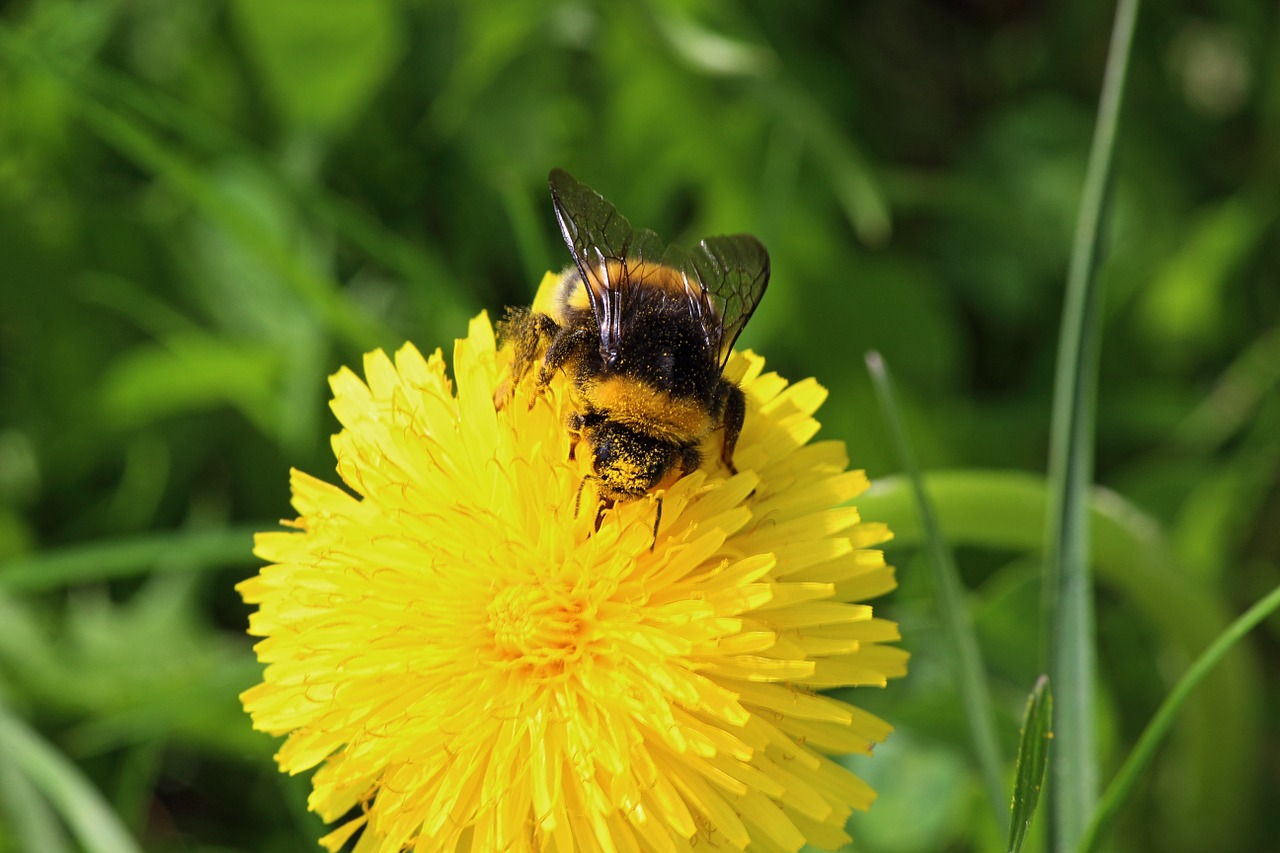 bee dandelion pollen free photo