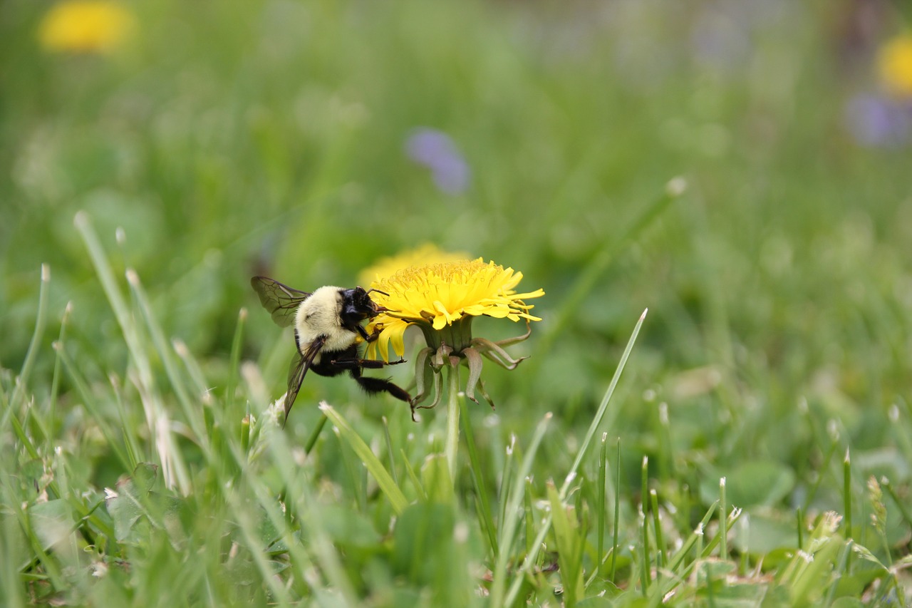 bee dandelion spring free photo