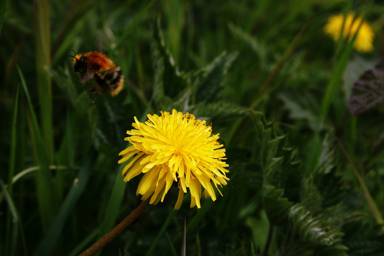 bee insect dandelion free photo
