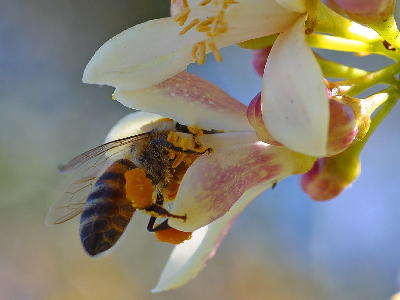 bee flower pollen free photo