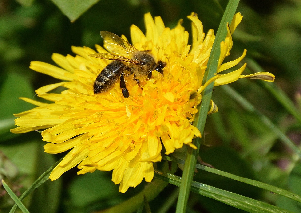 bee dandelion yellow free photo