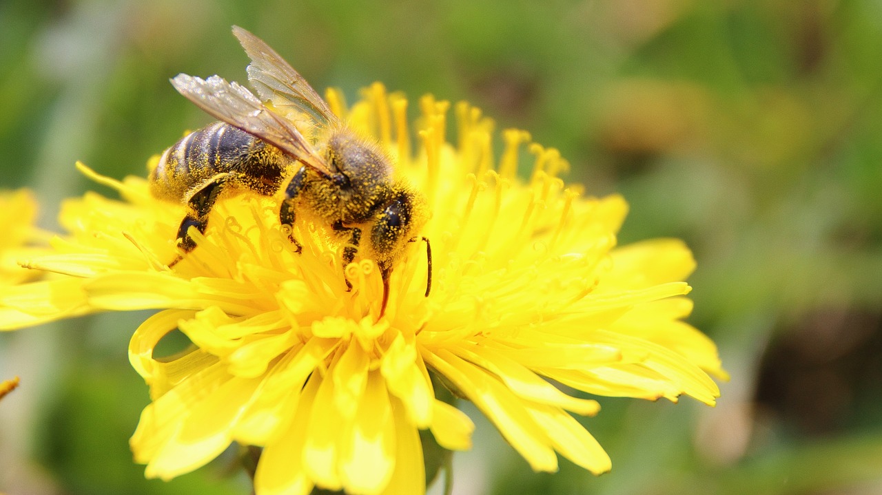 bee blossom bloom free photo