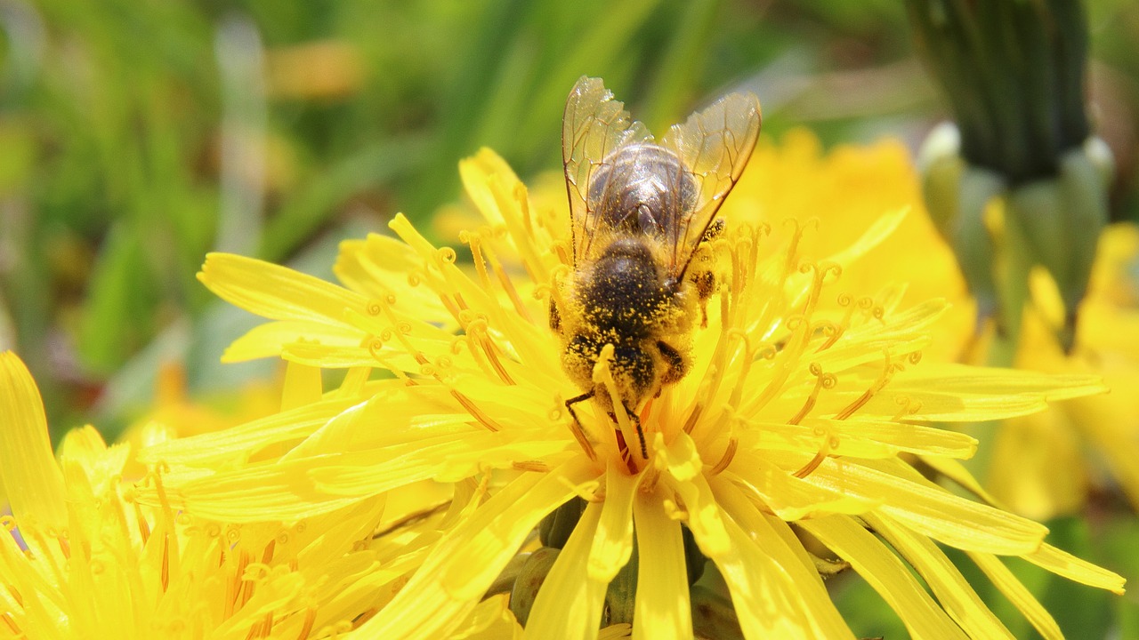 bee blossom bloom free photo