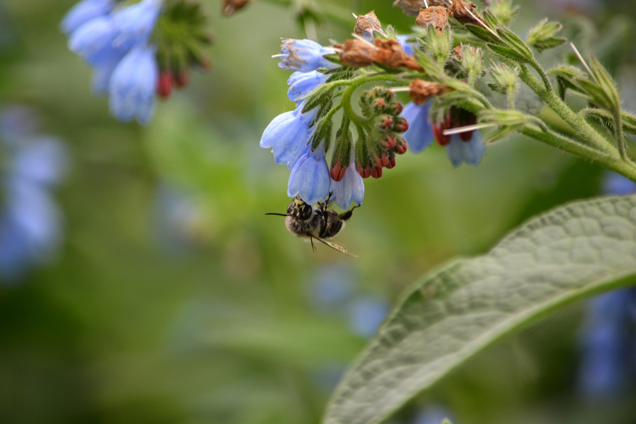 bee flower nectar free photo