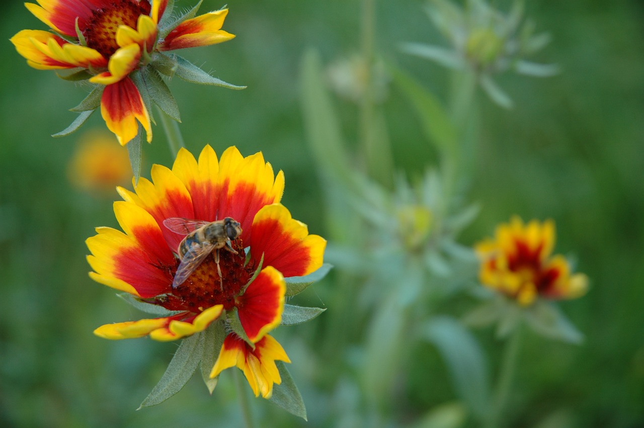 bee flower insect free photo