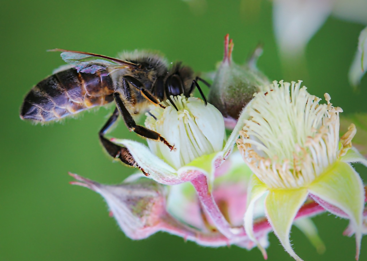 bee flower bees free photo