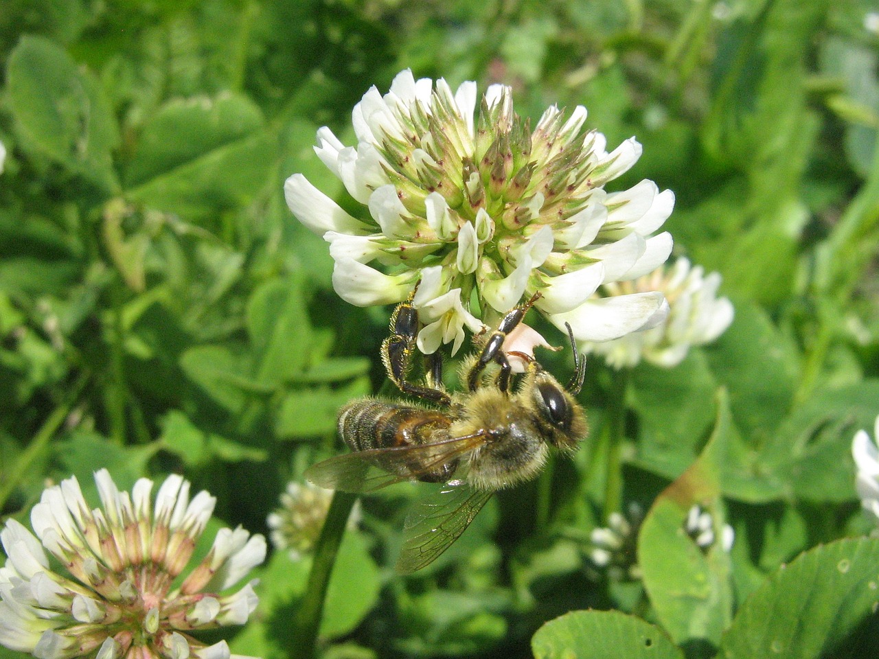 bee flower szupermakró free photo