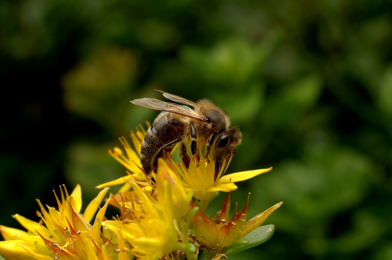 bee insect pollination free photo