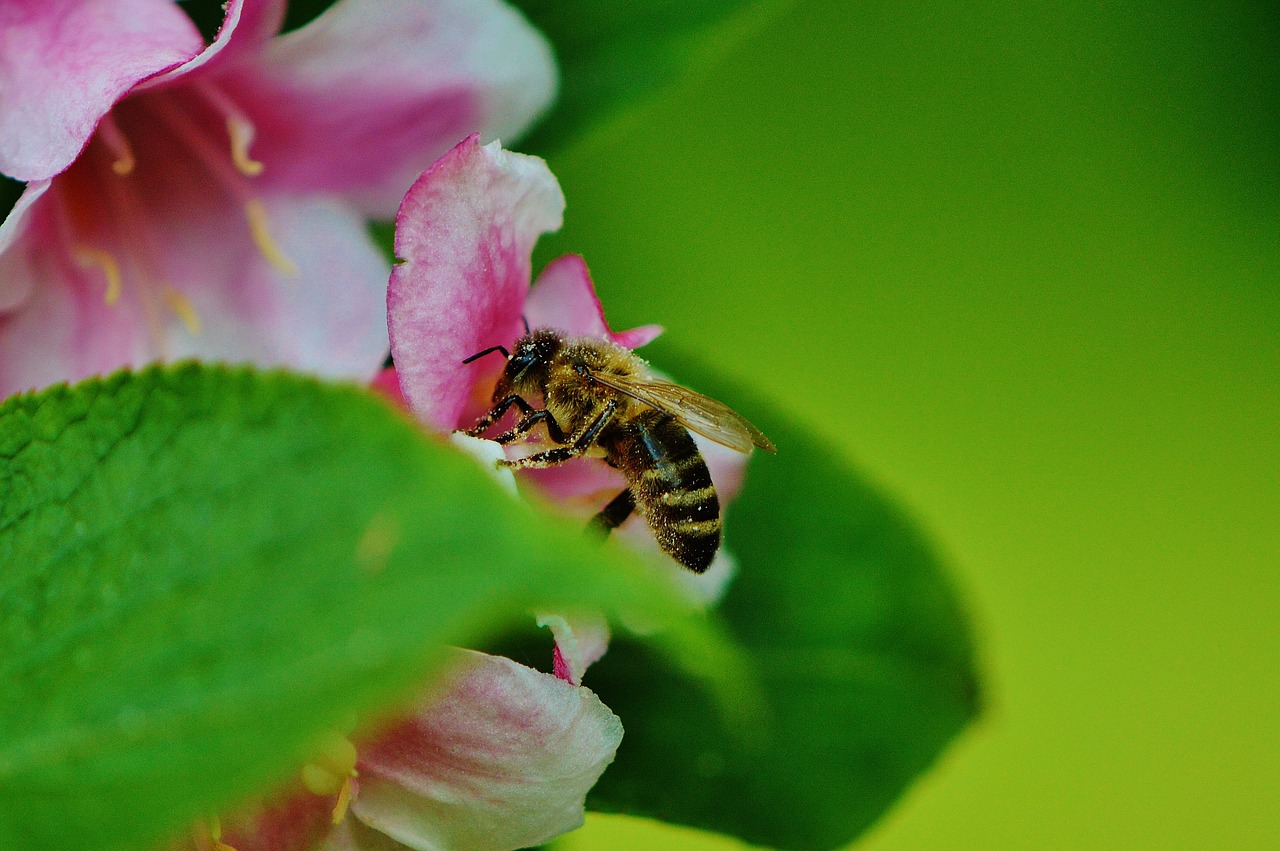 bee flowers insect free photo