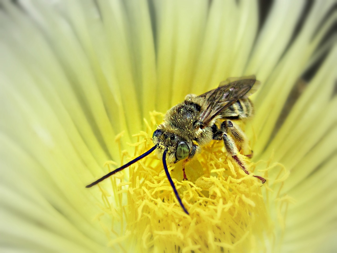 bee insect wasp free photo