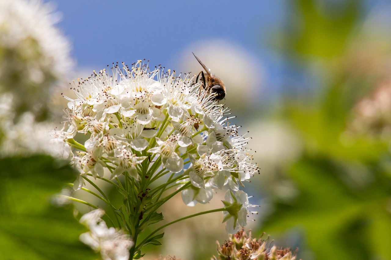 bee umbel snowball-leaved bladder spiere free photo