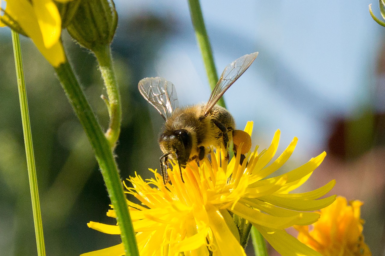 bee collect honey honey bee free photo