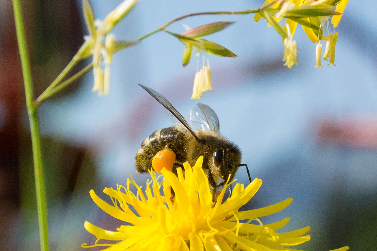 bee collect honey honey bee free photo