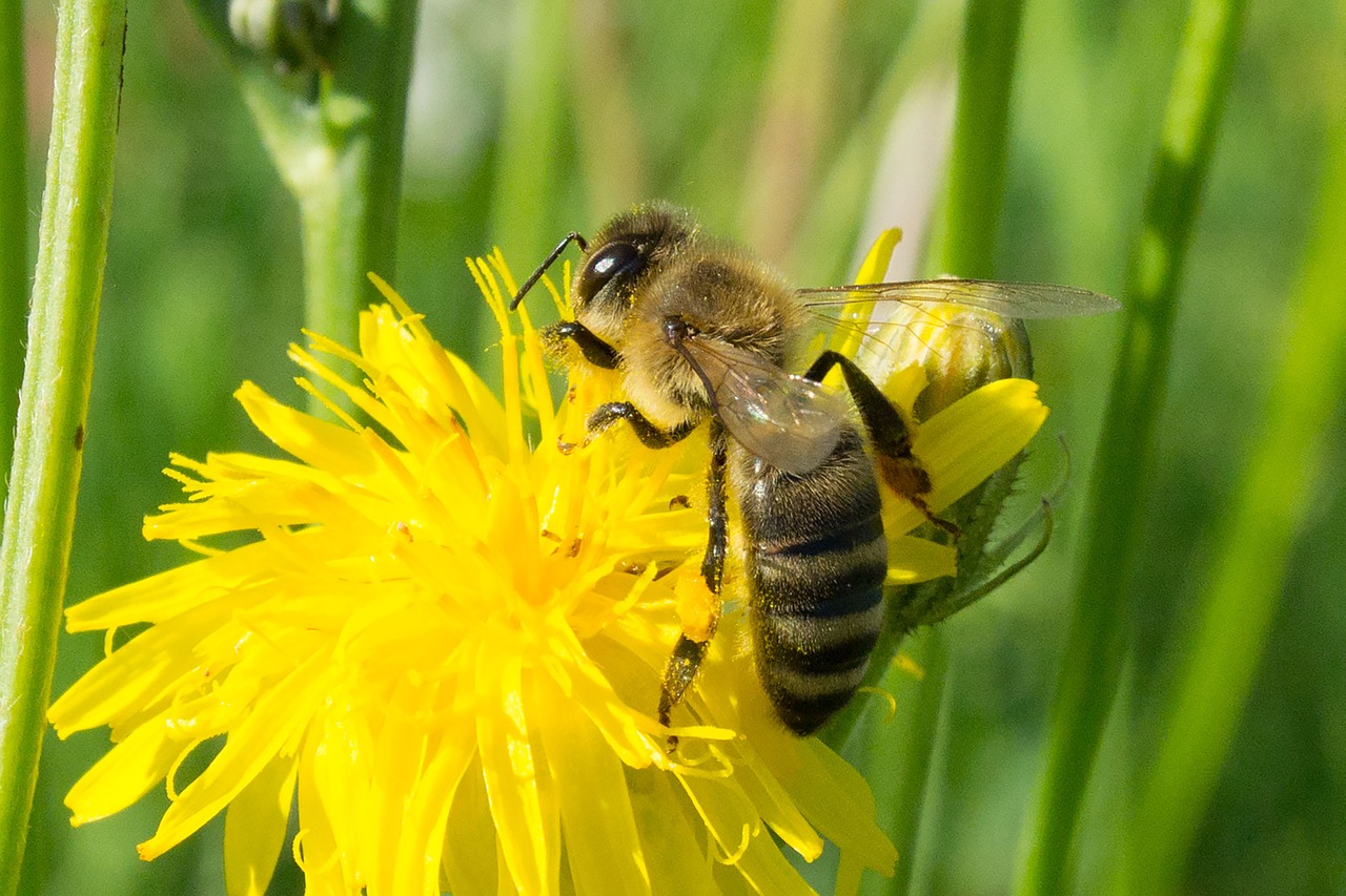 bee collect honey honey bee free photo