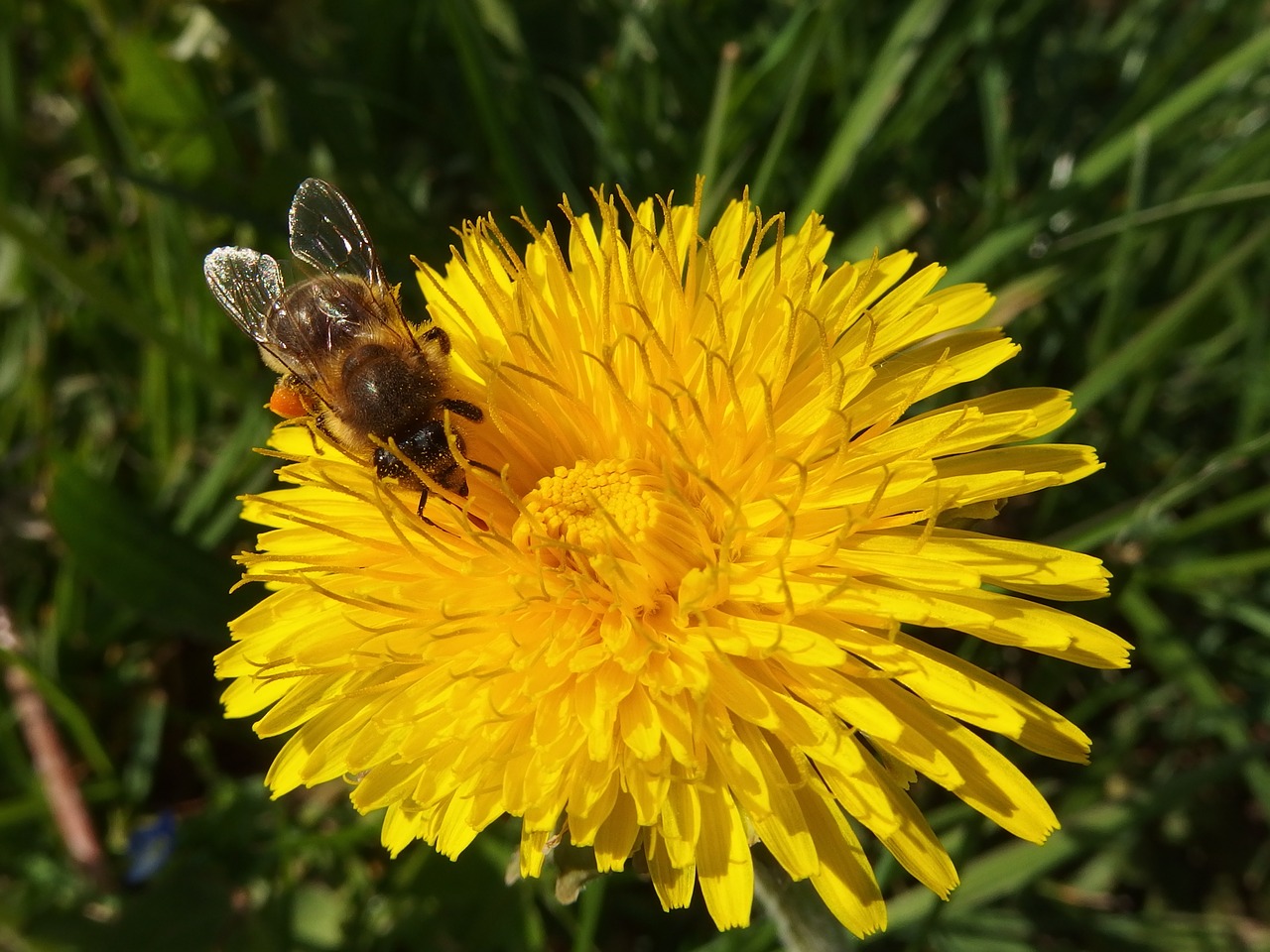 bee dandelion pollen free photo