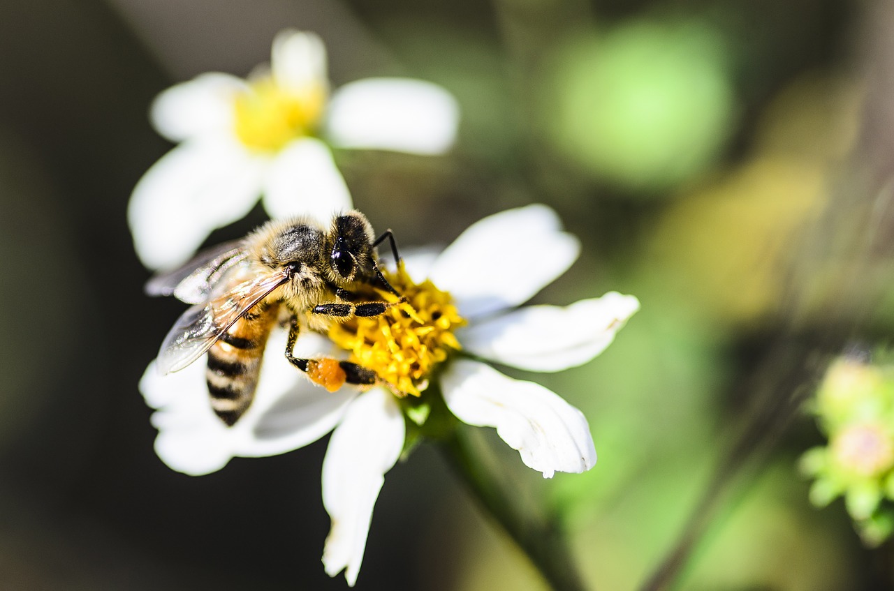 bee pollen flower free photo