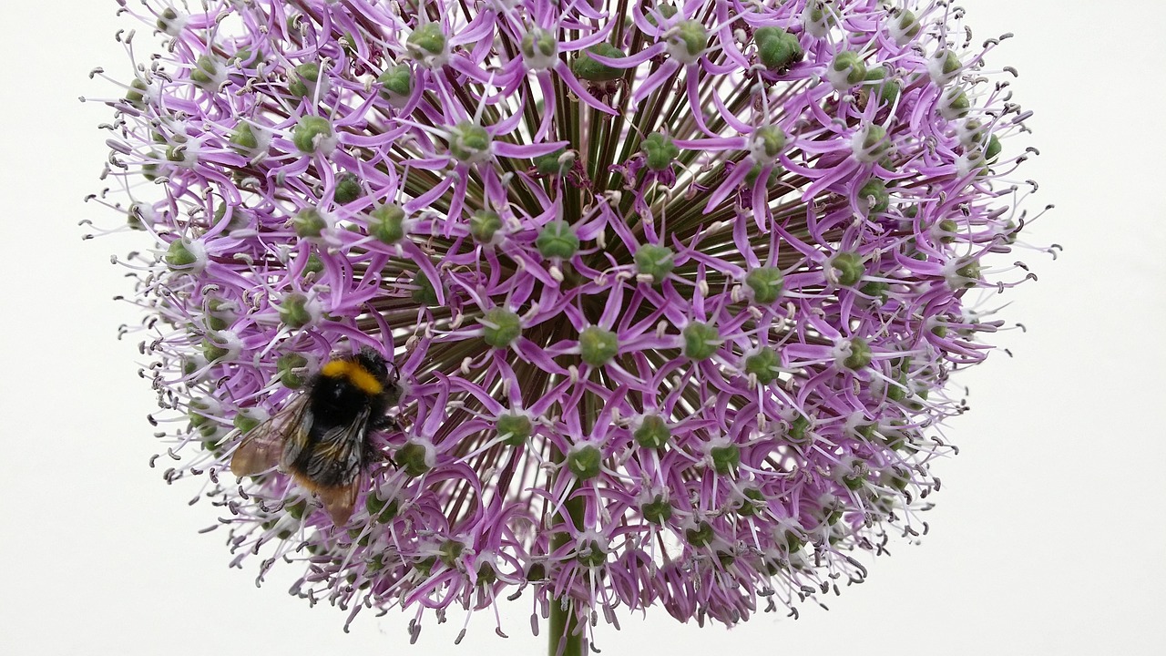 bee hummel plant free photo