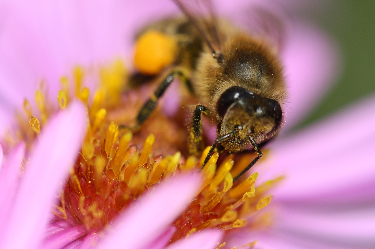 bee blossom bloom free photo