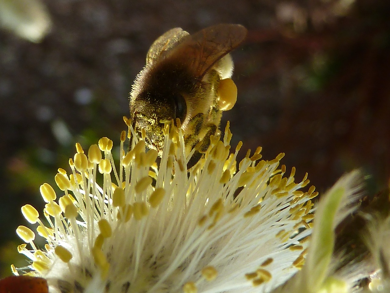 bee pollination nectar free photo