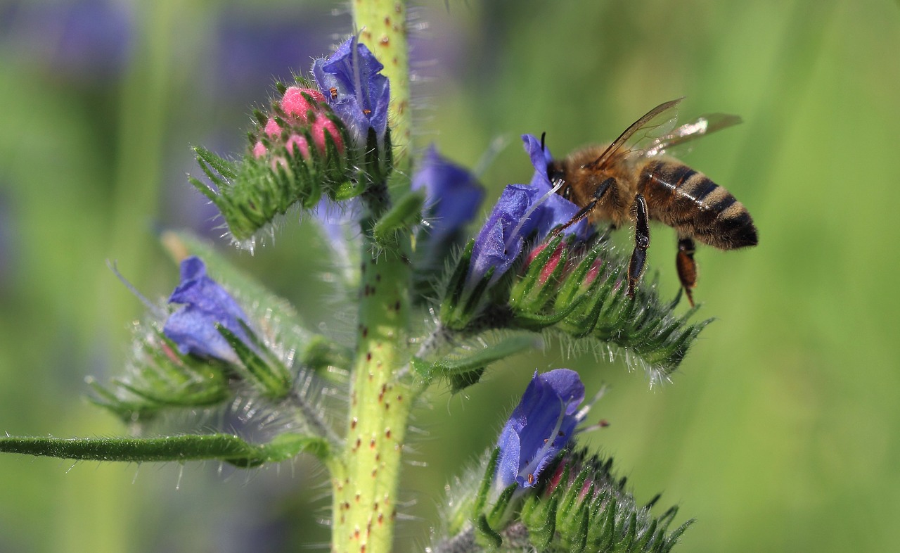 bee flower macro photography free photo