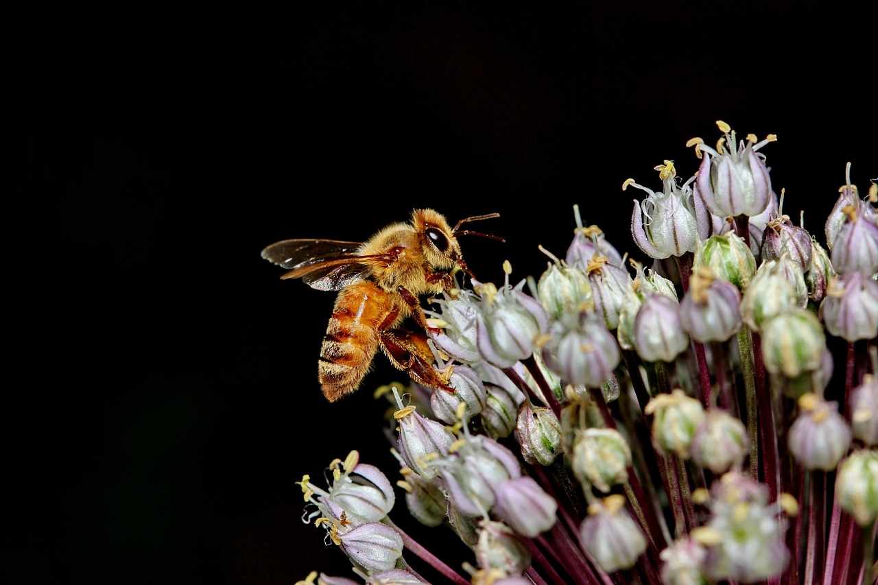bee macro flower free photo