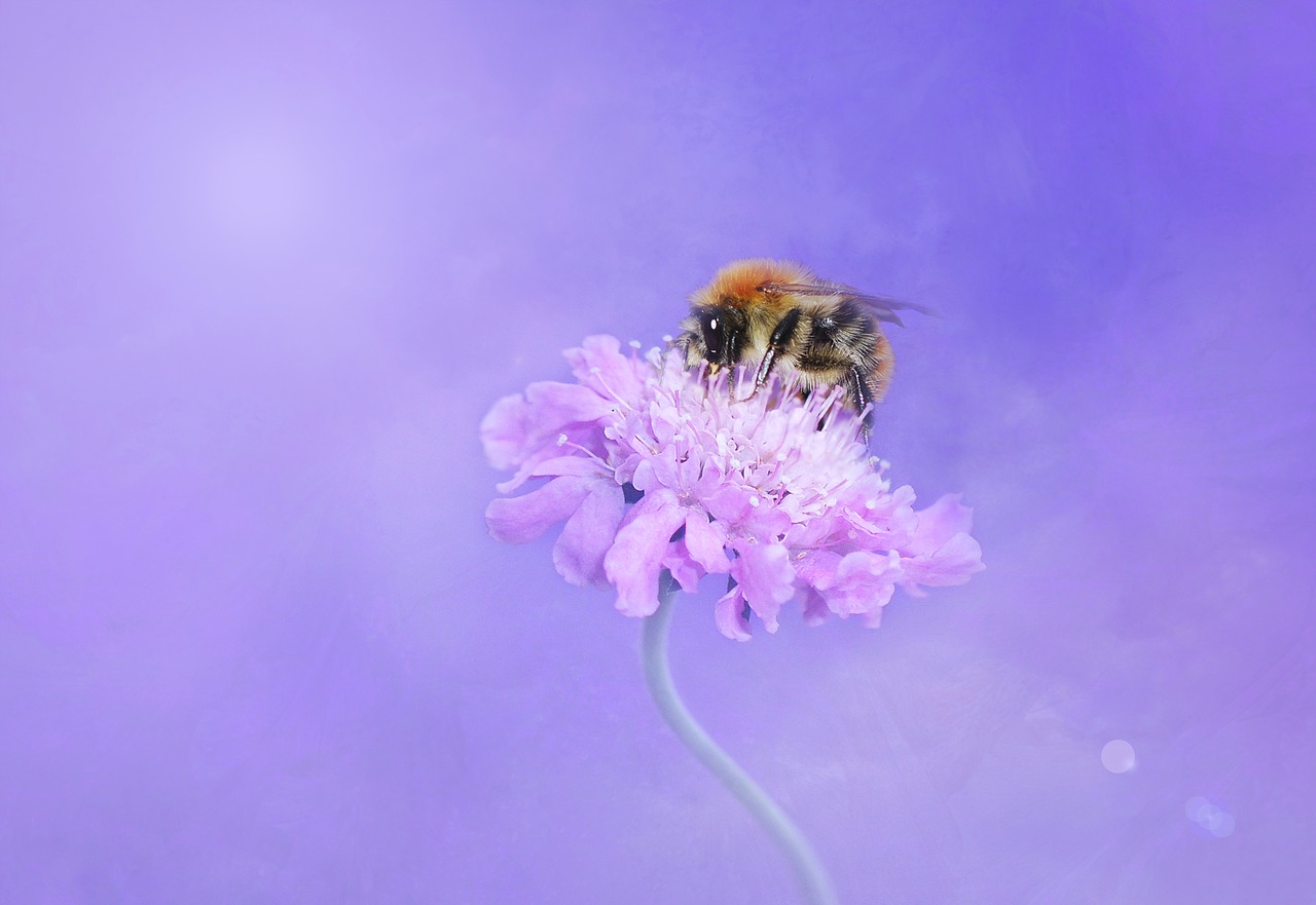 bee hummel insect free photo