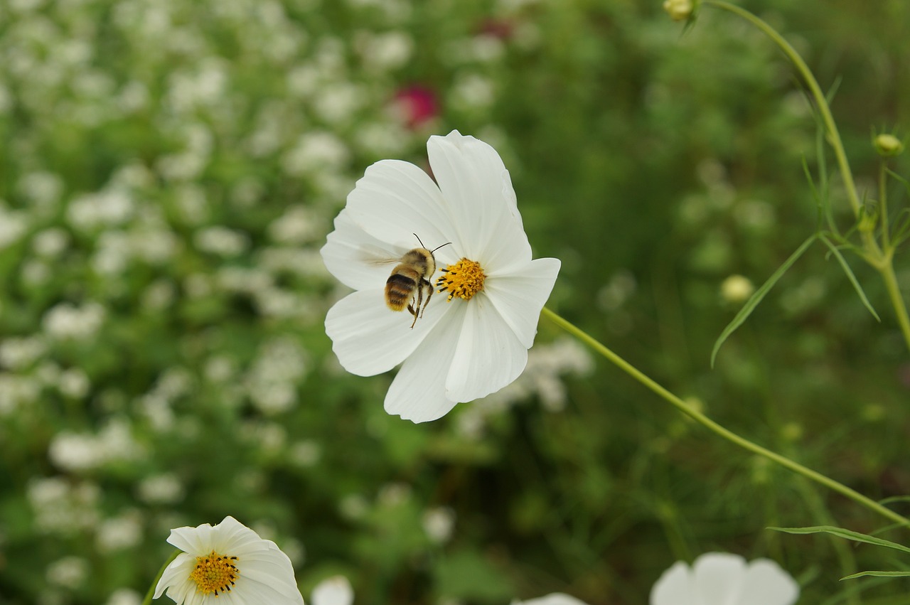 bee flowers insects free photo