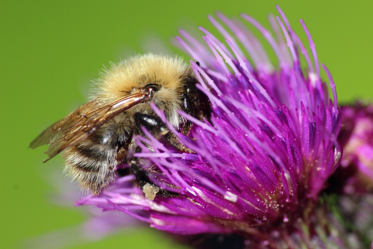 bee hummel thistle flower free photo