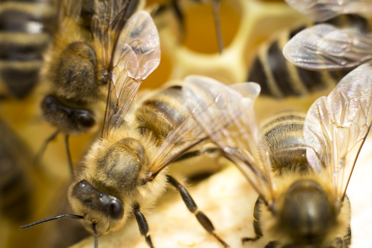Download free photo of Bee,ul,honey,insect,bees - from needpix.com