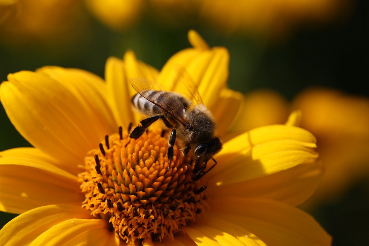 bee blossom bloom free photo