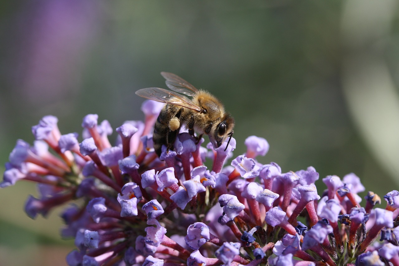 bee blossom bloom free photo