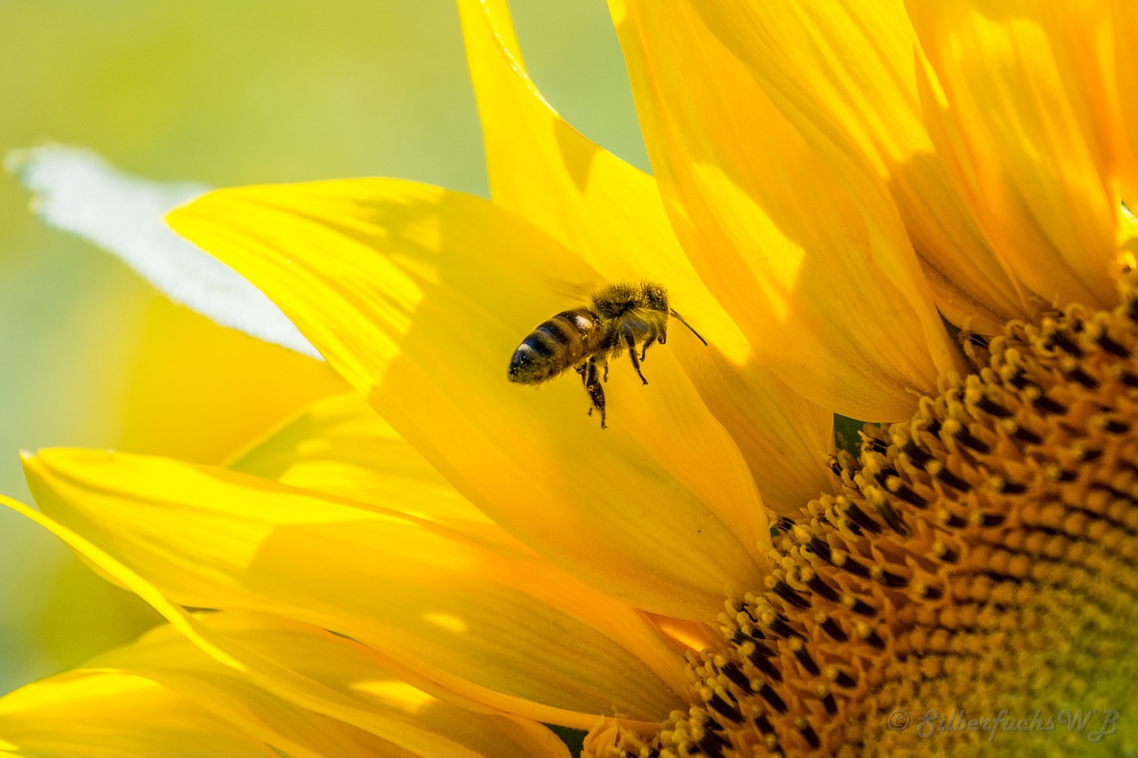 bee sun flower yellow free photo