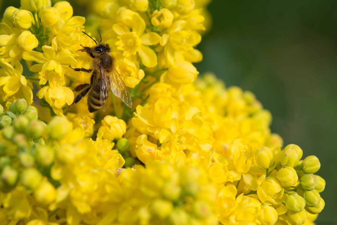 bee flower yellow free photo