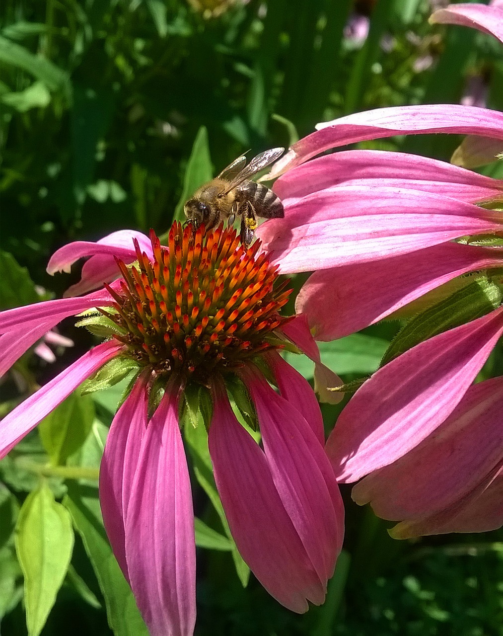 bee flower nature free photo